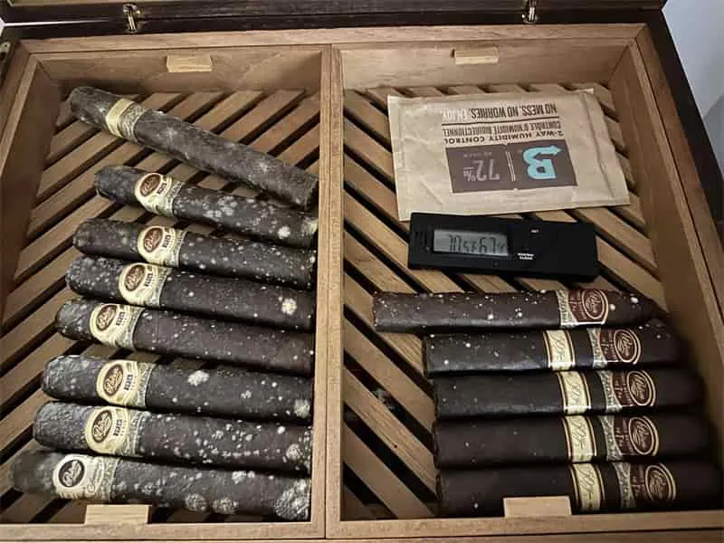 シガーのカビとプルームの違い3