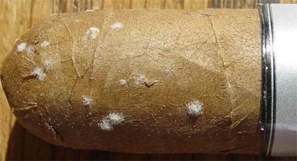 プルームとカビの違い